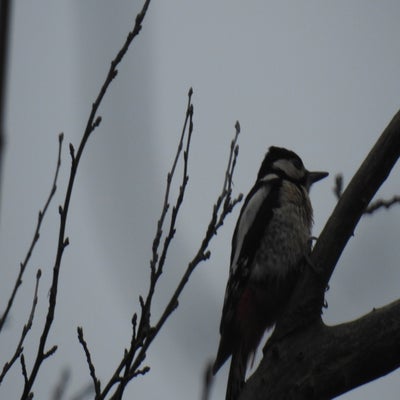 DSCN9861.jpg
