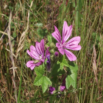 DSCF7183.jpg