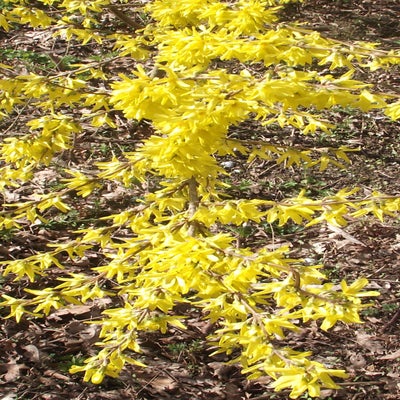 DSCF5204-1.jpg