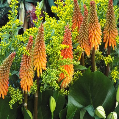 DSCF2637.jpg