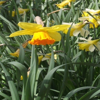 DSCF5197-1.jpg