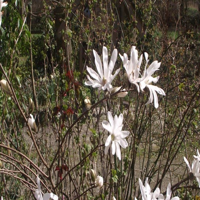 DSCF5205-1.jpg