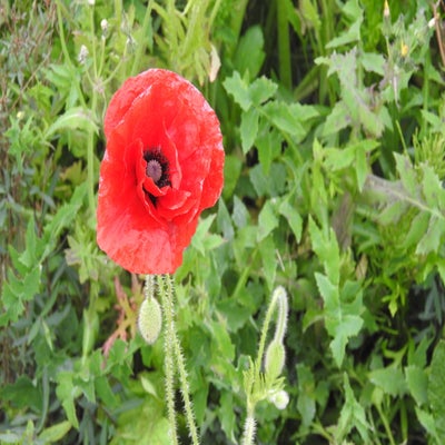 DSCN0118.jpg