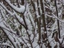 Sneeuw-in-roeselare