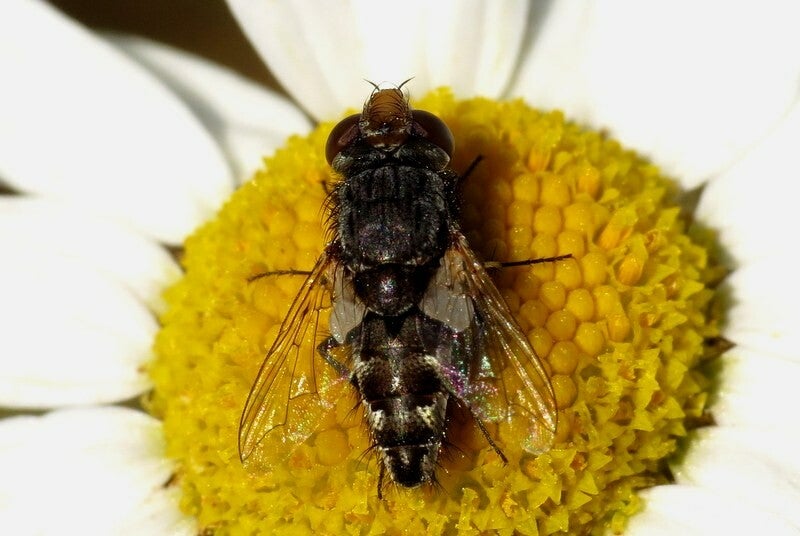 Vliegen Insect Overige vliegen / Vliegen / Vliegen, Muggen en Mieren ...