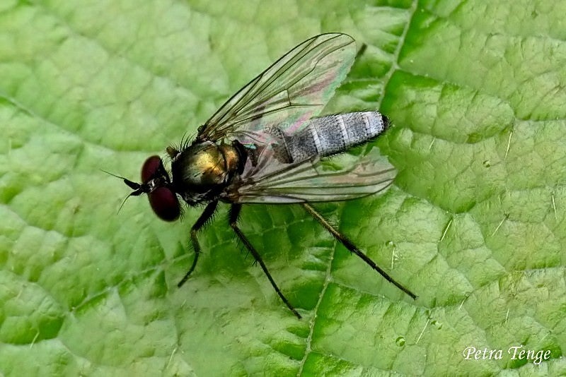 Juk Insect Overige vliegen / Vliegen / Vliegen, Muggen en Mieren ...