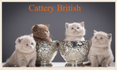 Cattery British