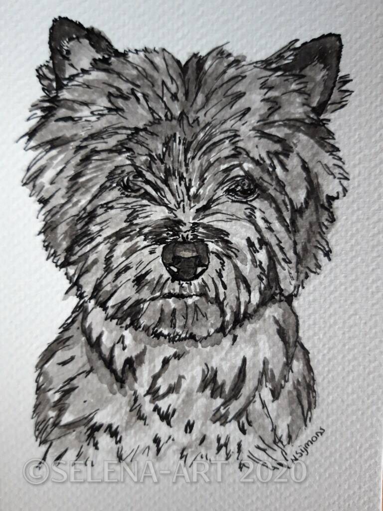Inkt tekening Cairn Terriër 2020
