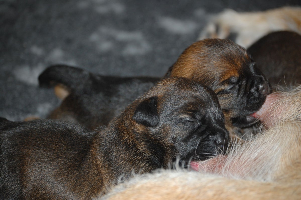 Onze honden | Borderterrier