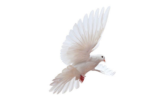 vliegende duif