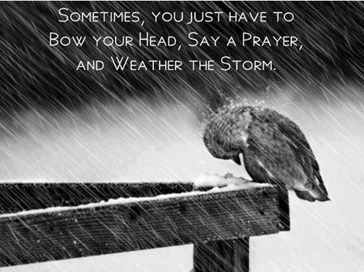 Grijs vogeltje in de regen buigt koppie