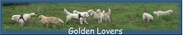 Goldenlovers