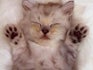 Dierenartsvansharon