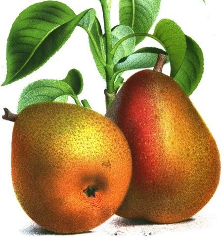 De Doyenné du Comice