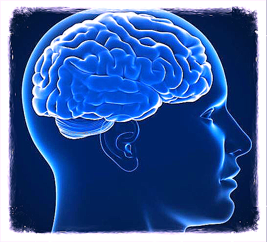 hersenen