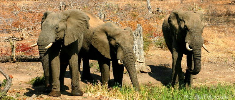 olifanten zuid afrika