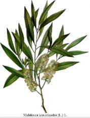 tea tree blad