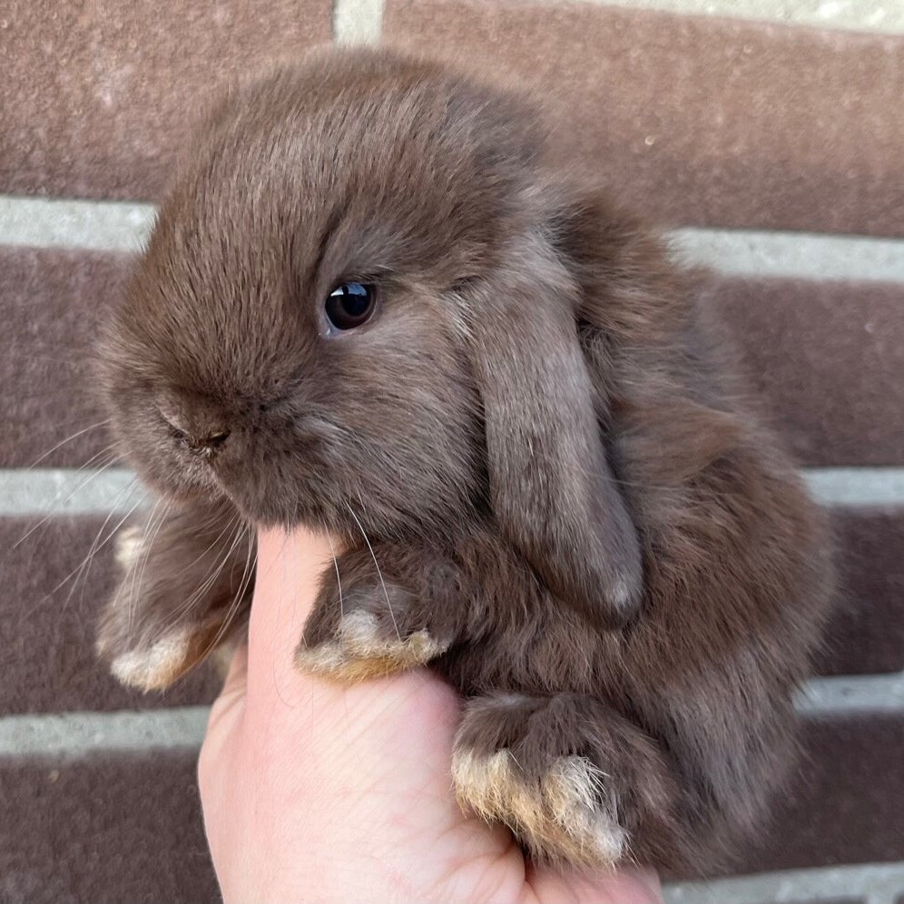 Kramer Rabbits Bramsrabbits.nl