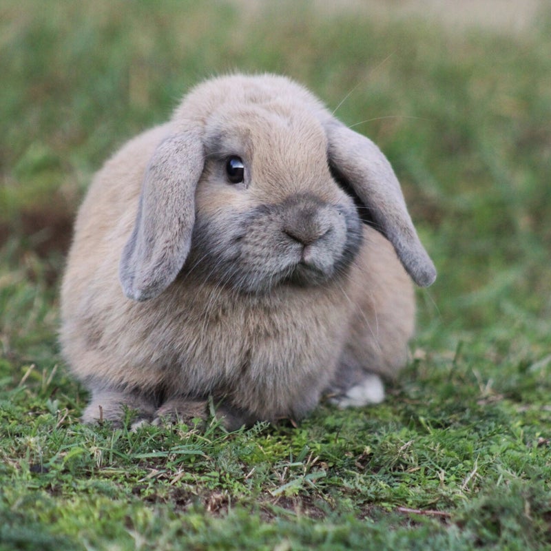 minilop en hangoordwerg