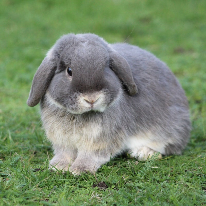 Hangoordwerg / Minilop