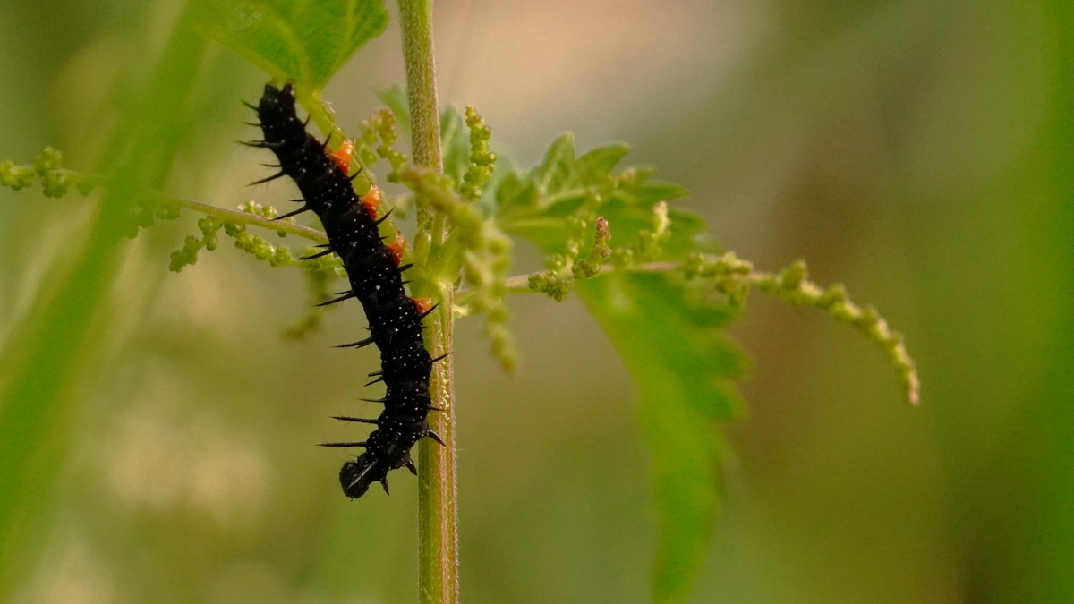 Welke rups bij welke vlinder? / RUPSEN EN VLINDERS / INSECTEN / Fauna ...