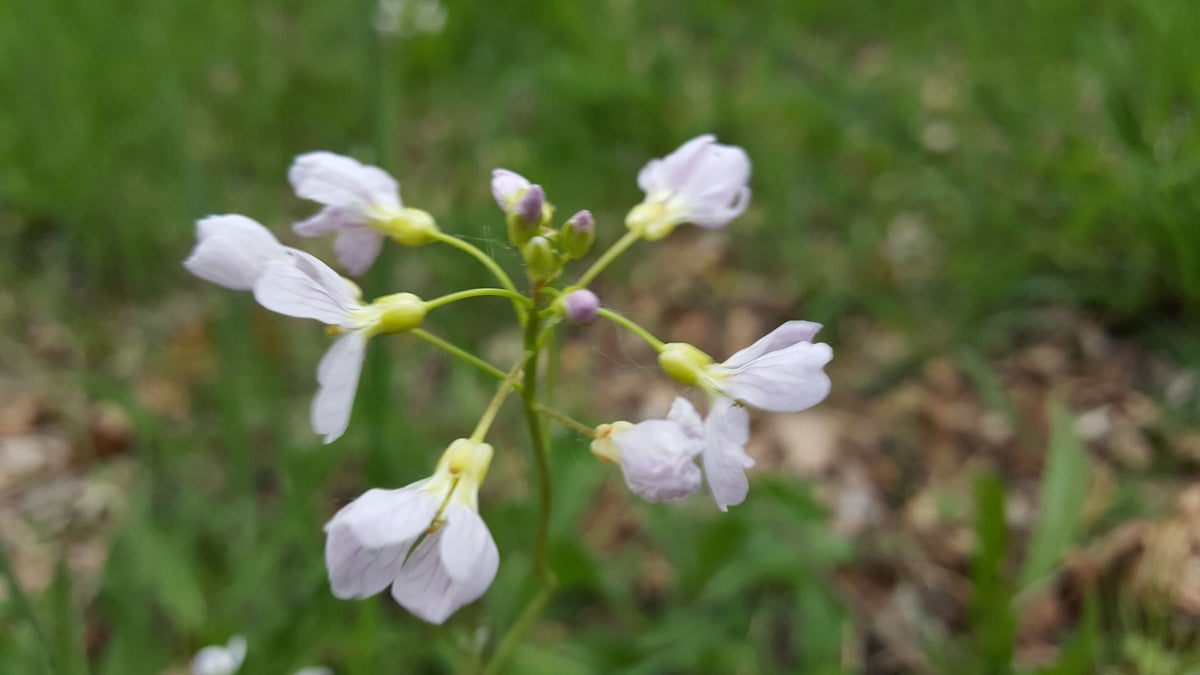 Pinksterbloem / Flora | Kijkomjeheen