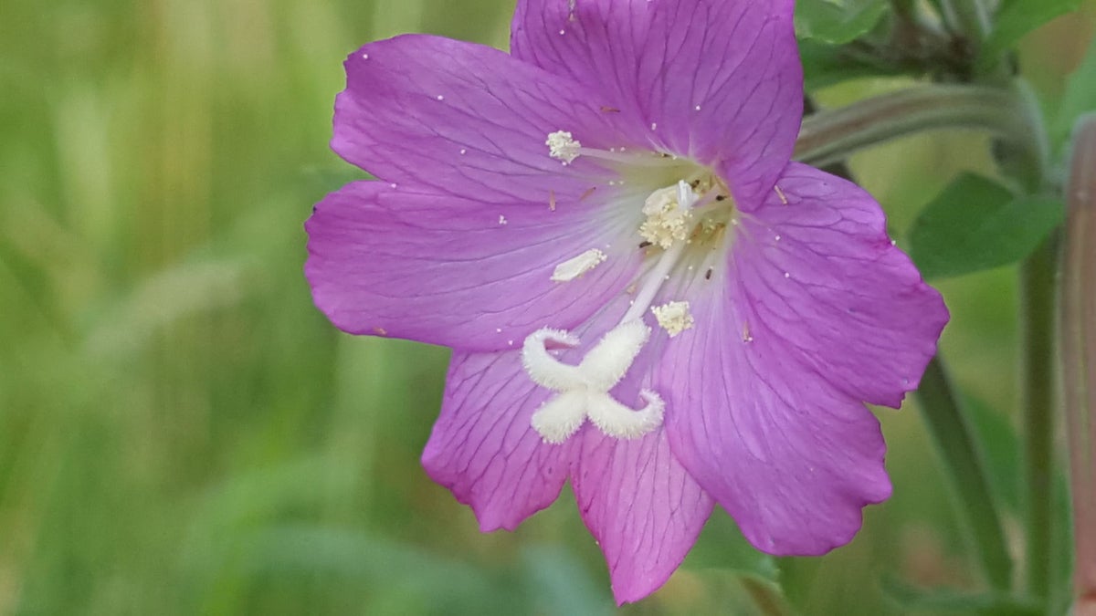 Harig wilgenroosje / Flora | Kijkomjeheen