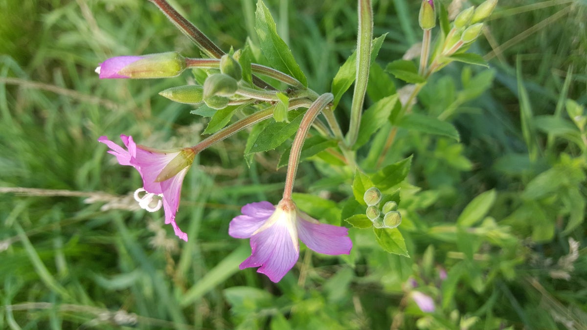 Harig wilgenroosje / Flora | Kijkomjeheen