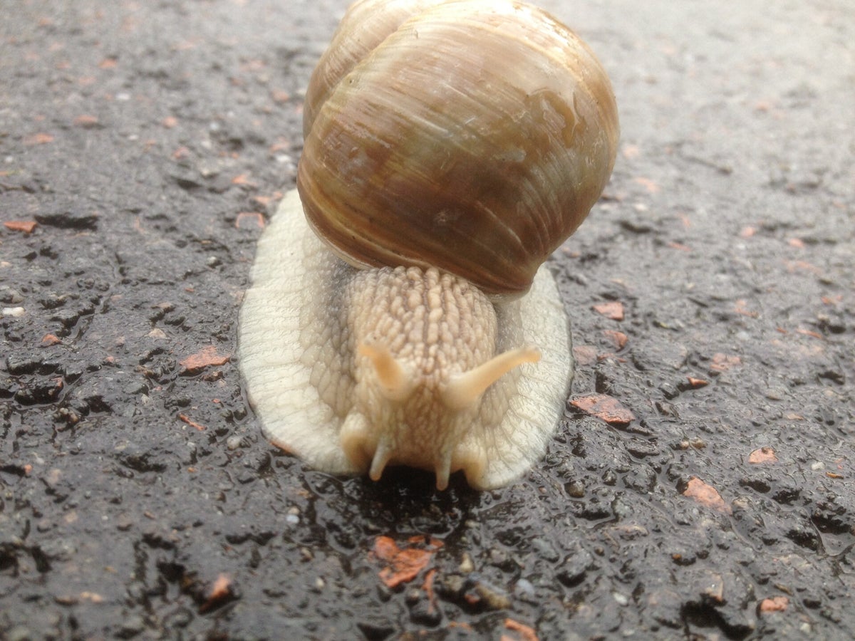 SLAKKEN / WEEKDIEREN / ONGEWERVELDEN / Fauna | Kijkomjeheen