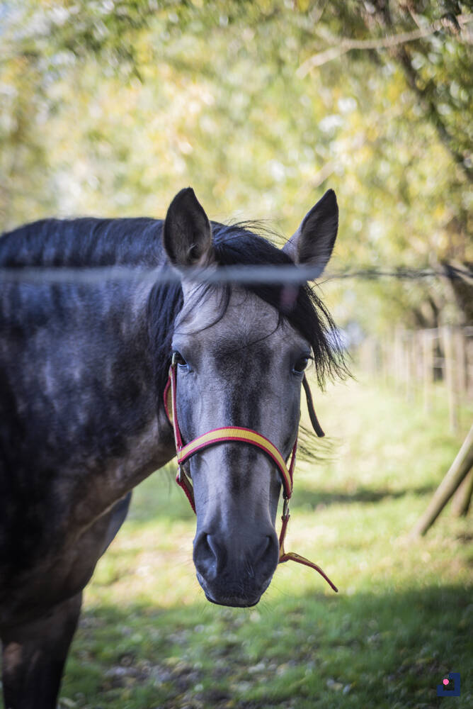 vm-stables_jolienvphotography_lowres_081.jpg