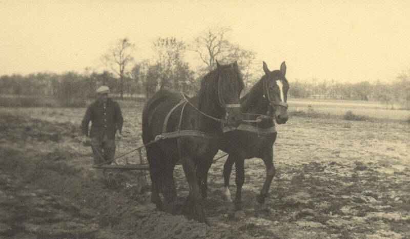 Twee paarden voor de pleg.