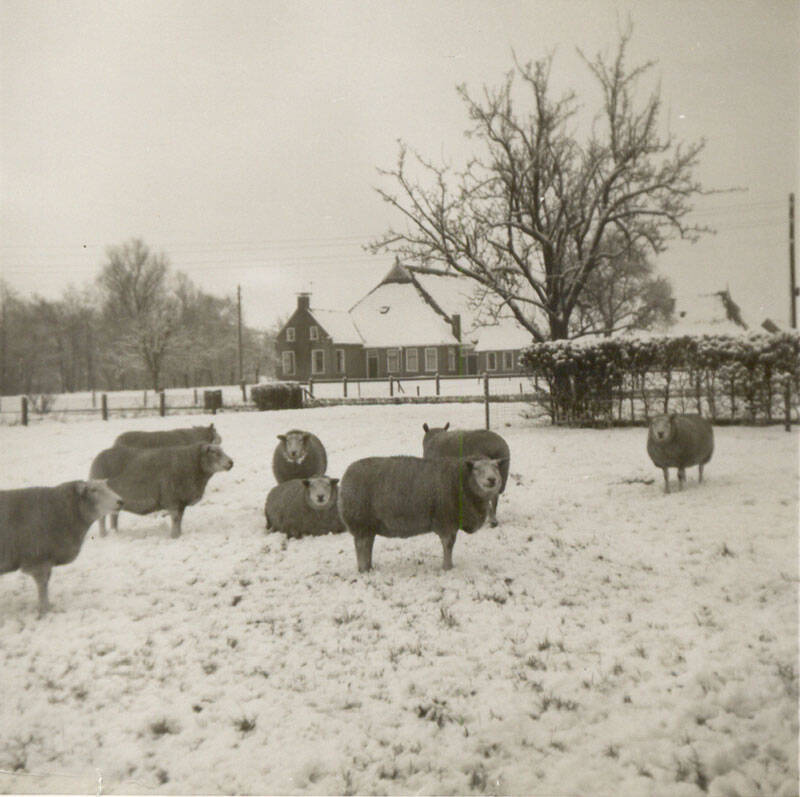 Greate Buorren 20 Sumar