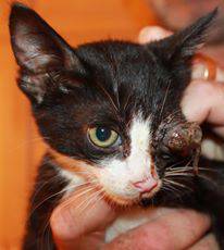 zoals hij gevonden is zwaar gewond 28-7-2015