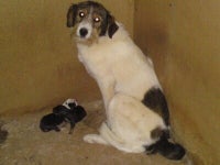 feu1jwwbnl_public_f_e_3_rudozem-street-dog-rescue-bulgarije_3-baby-s-geboren-op-19-07-2012-2jpglarge-1.jpg