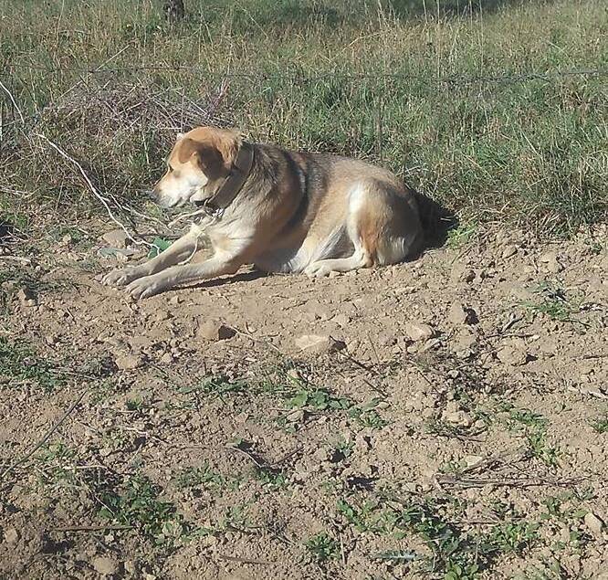 2016 foto ontv. van dorps inwoner van 2 dagen voordat wij haar vonden