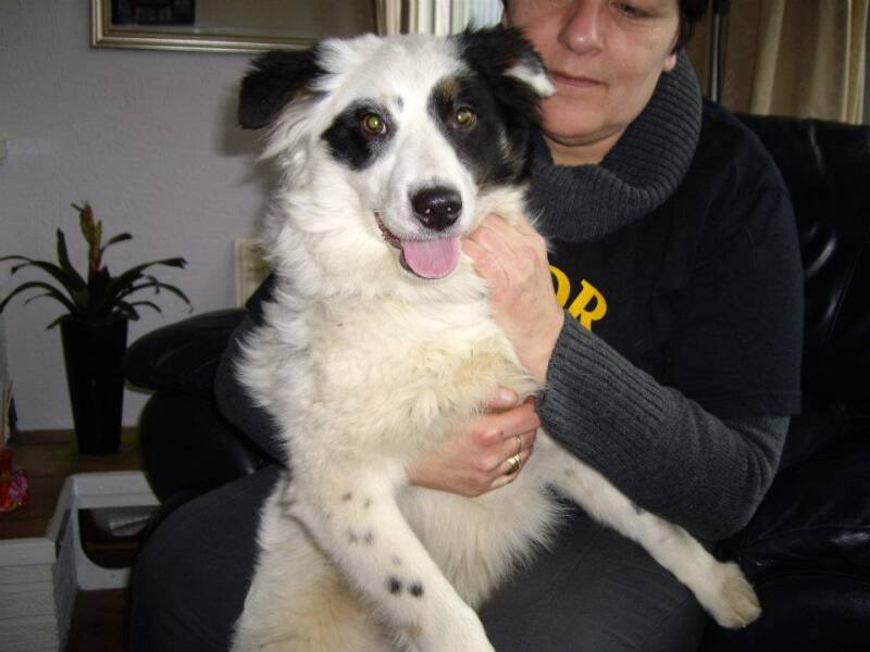 2012 in the Netherlands