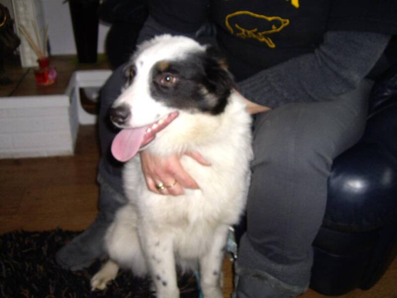 2012 in the Netherlands