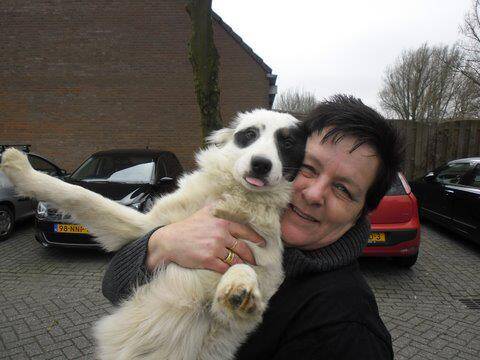 2012 in the Netherlands