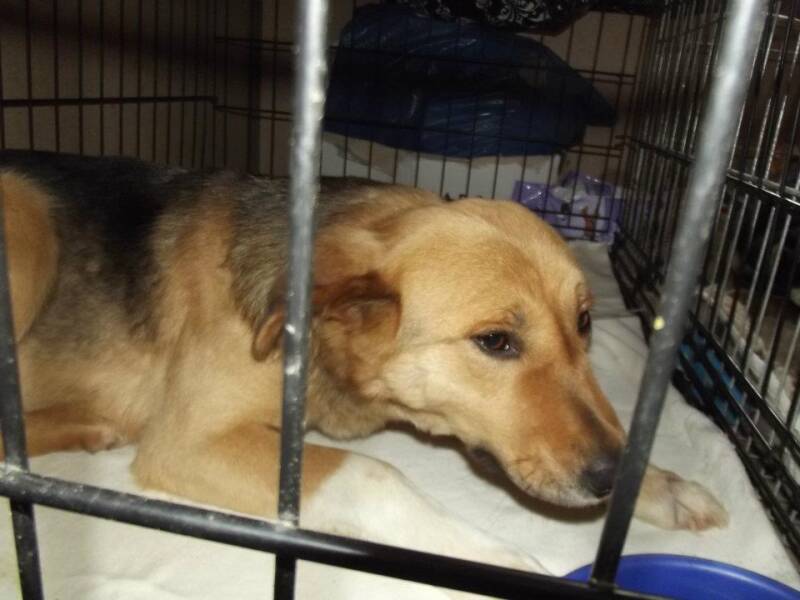  2012 bijkomen na sterilisatie