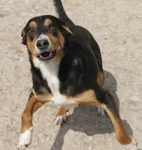 dutchie-1-standard.webp