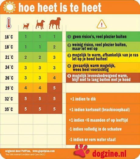 Warm weer is gevaarlijk voor honden
