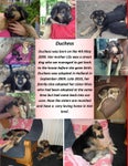 collage
