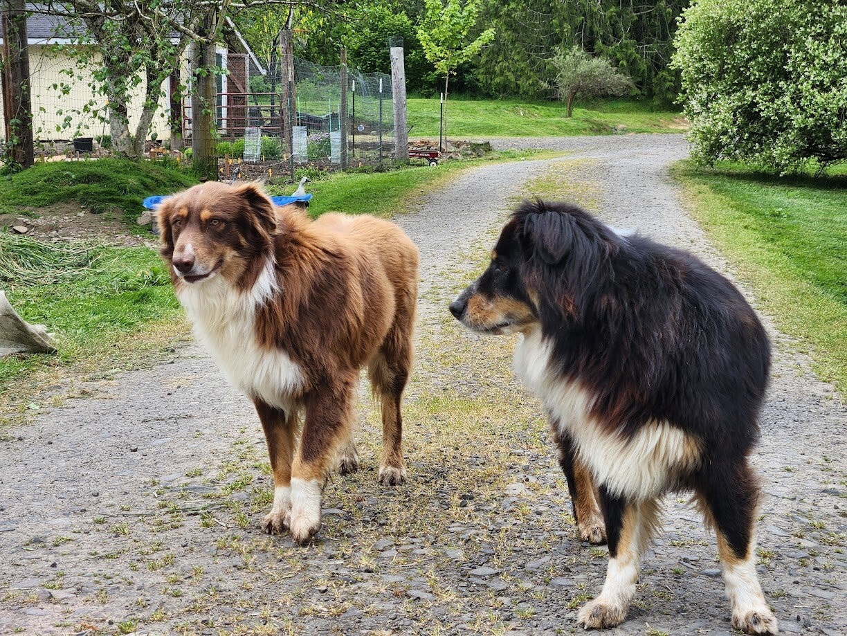 austrailian shepherd dog breed