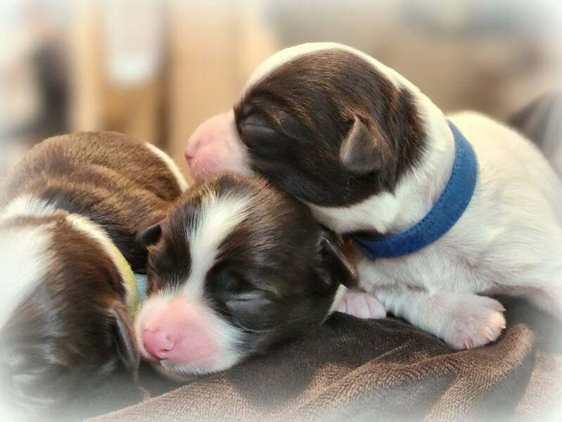 Havanese Pups Rainier OR