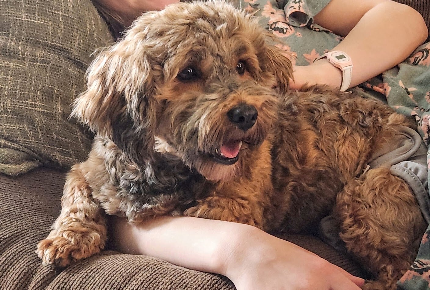 Havanese black/tan breed
