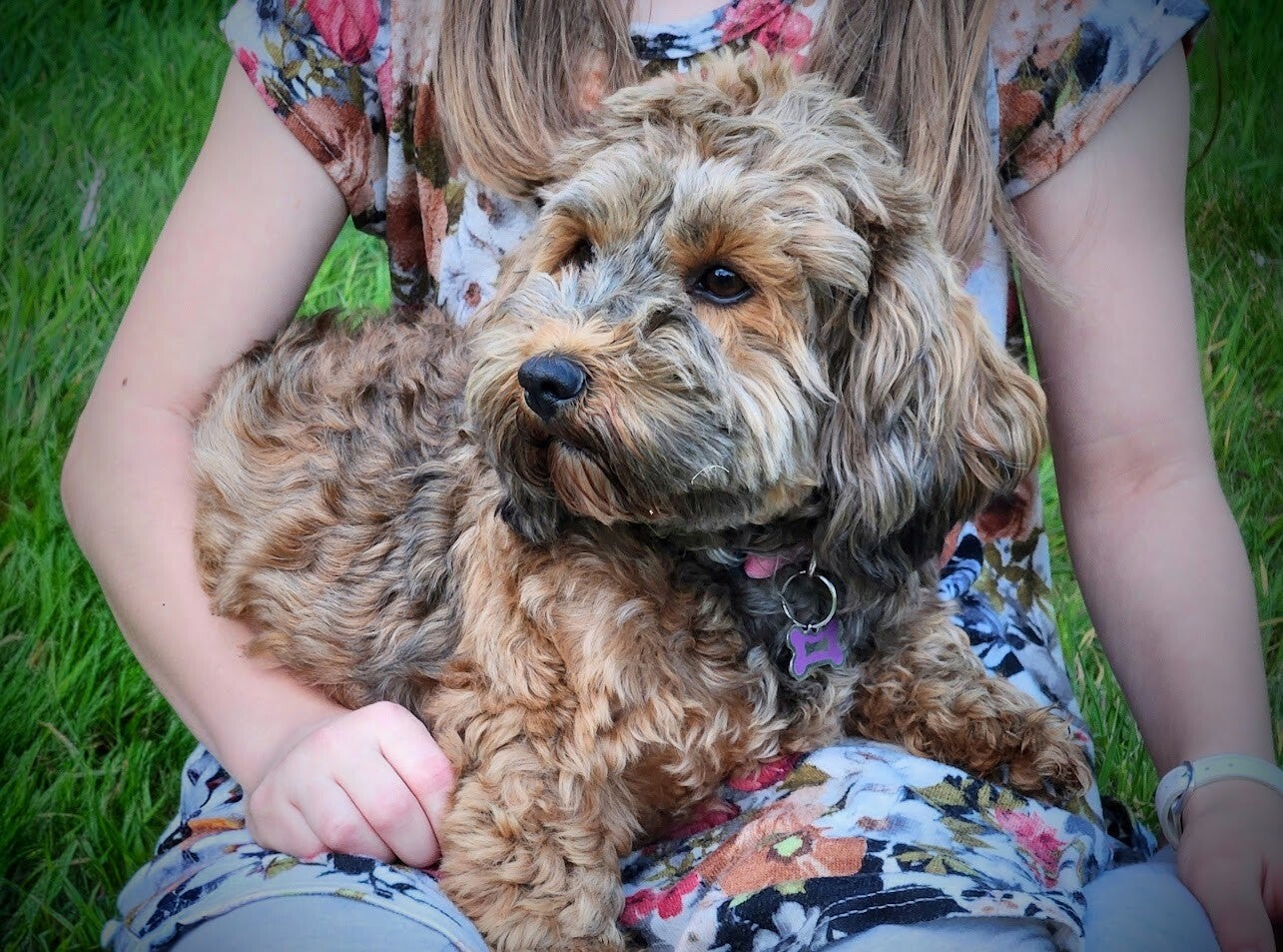 Havanese black/tan breed