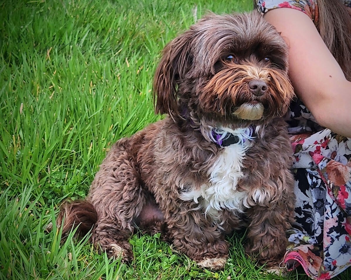 Havanese Chocolate/Parti-white breed dog