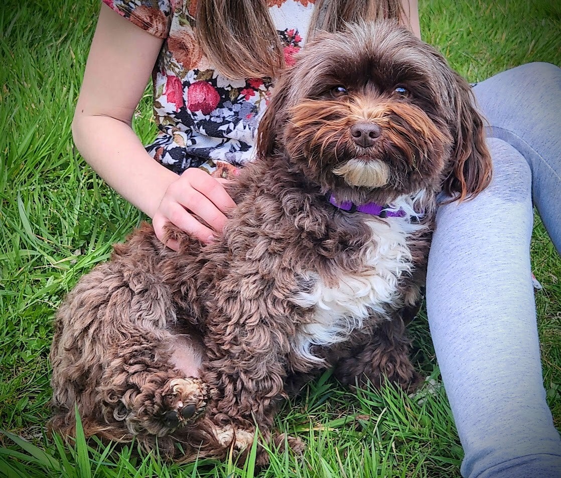 Havanese Chocolate/Parti-white breed