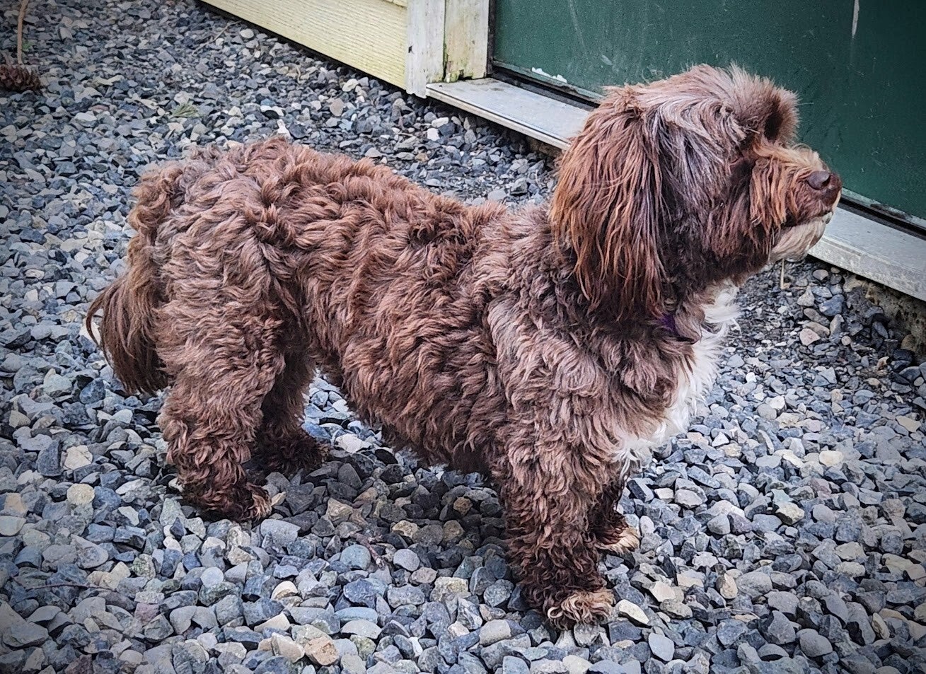 Havanese Chocolate/Parti-white breed dog