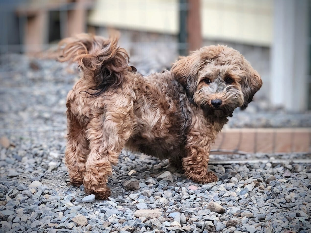 Havanese black/tan breed